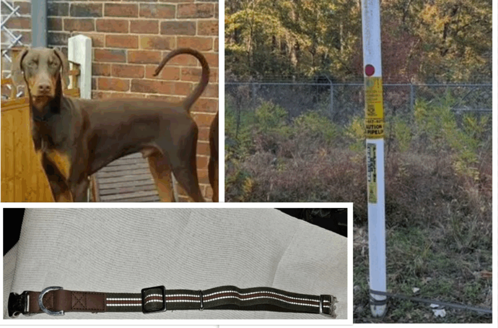 Police: Dog Found Tied to Pole, Shot in the Head