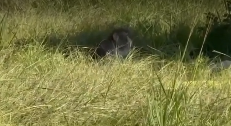 Second Escaped Monkey Shot and Killed After Crash