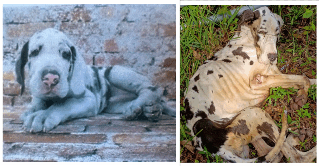 Officials Investigate Dog’s Cruel Death From Horrific Neglect