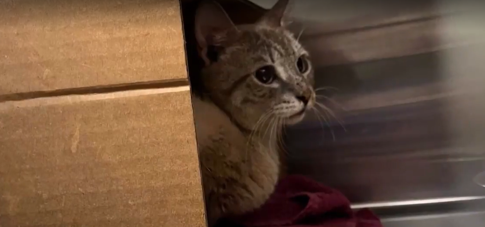 Authorities Find 68 Cats, Alive and Dead, in U-Haul