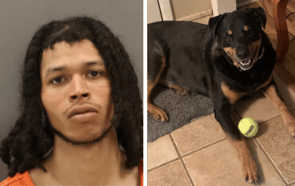 Beloved Dog Dies A Hero Protecting Owner From Armed Stranger