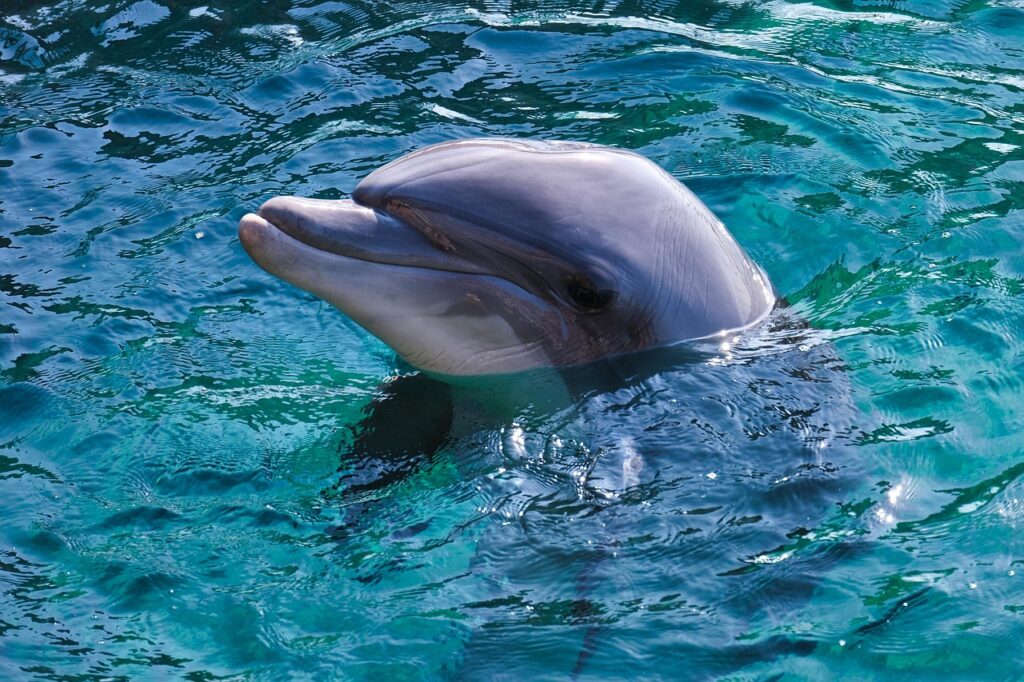 Dolphin Dies At Shuttered Miami Seaquarium