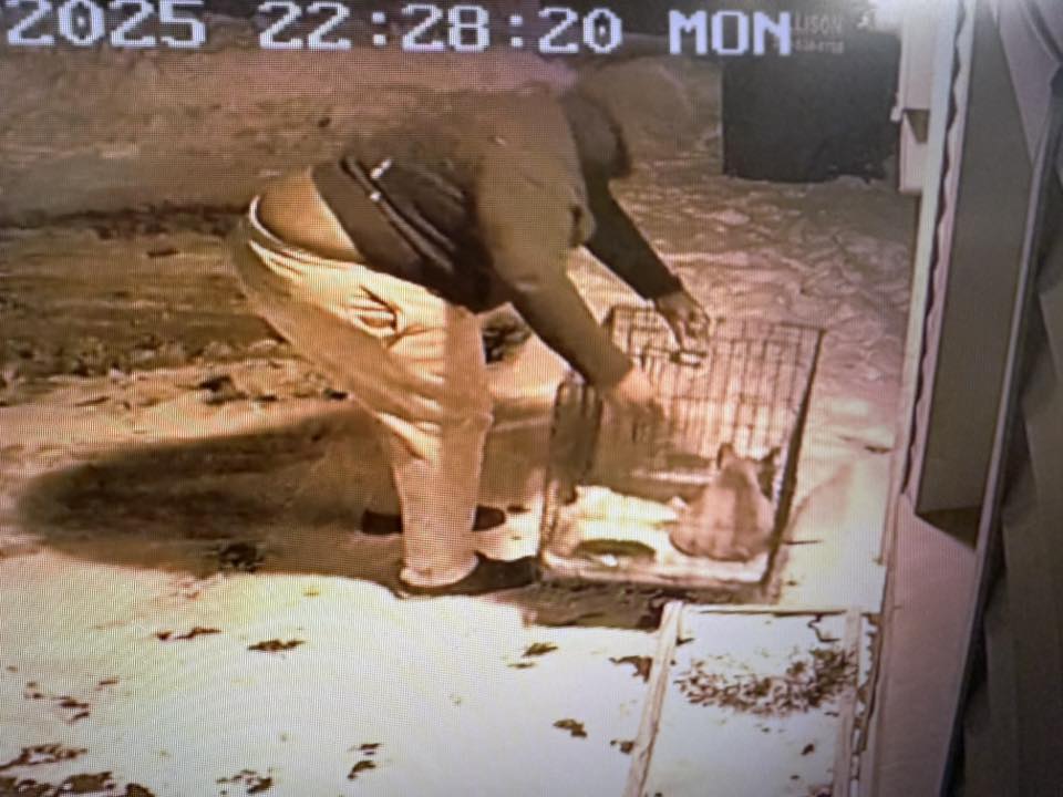 Horribly Injured Dog Had to Be Euthanized After Someone Abandoned Her Outside Shelter