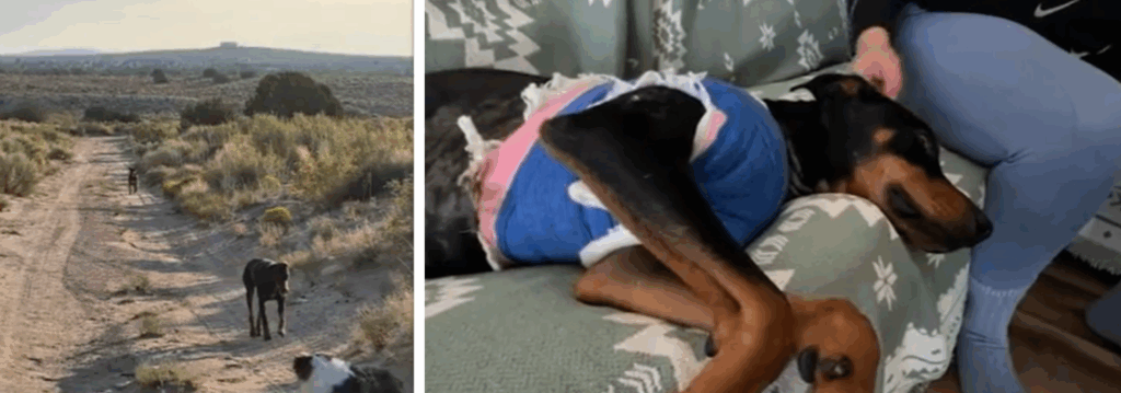 Woman’s Dog Shot 5 Times on Walk – Shooter Remains at Large