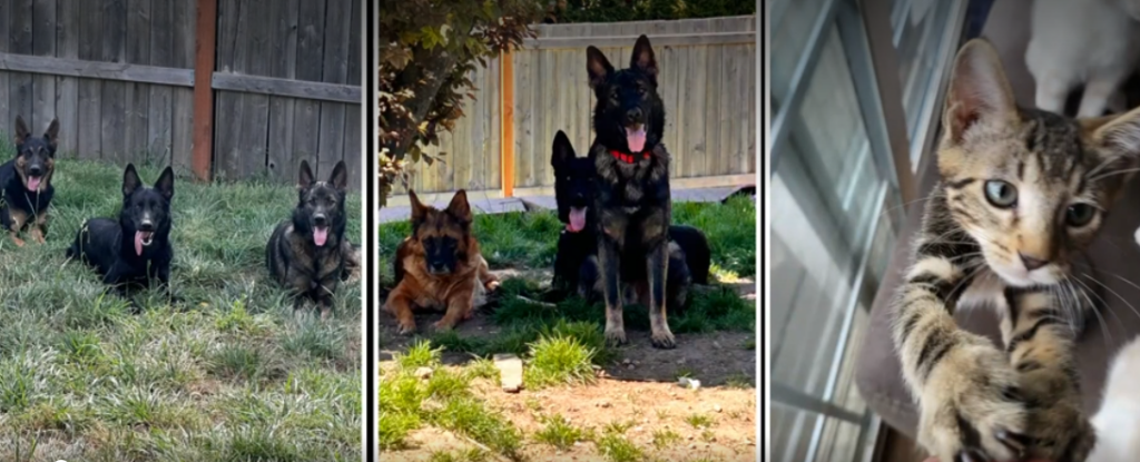 Family Loses 13 Dogs and Cats in Devastating House Fire