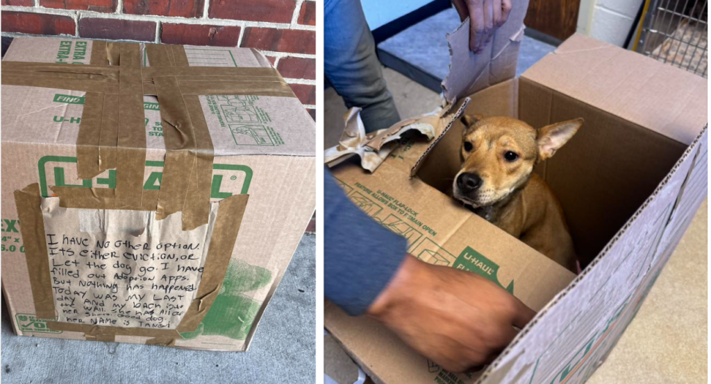 Dog Abandoned in Box Left Outside Shelter