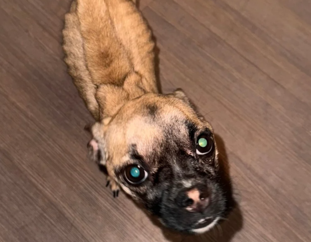 Man Charged after Police find Severely Emaciated Puppy During Traffic Stop