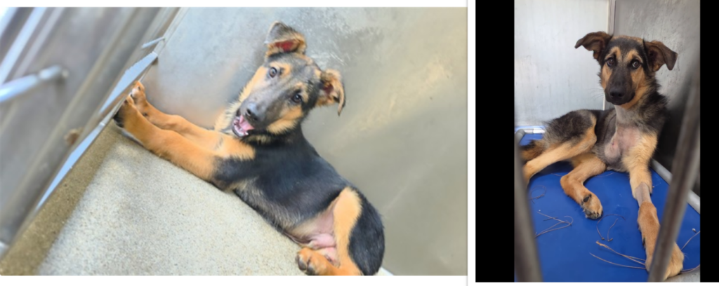 Puppy Entered Shelter Bright-Eyed And Happy – Today He is Missing a Leg and Terrified