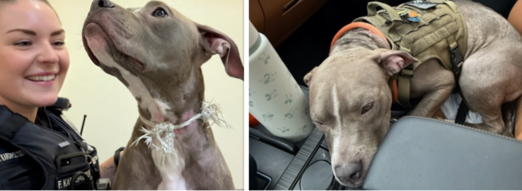 Police Announce Arrest of Suspect in Dog Abandoned in Suitcase Case