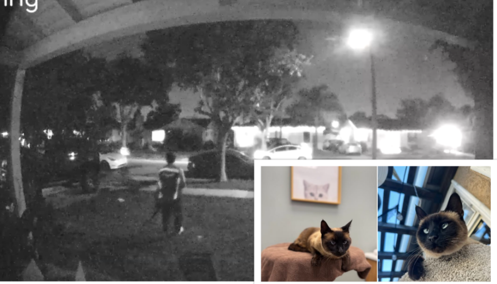 Woman Says Amazon Driver Stole Family Cat