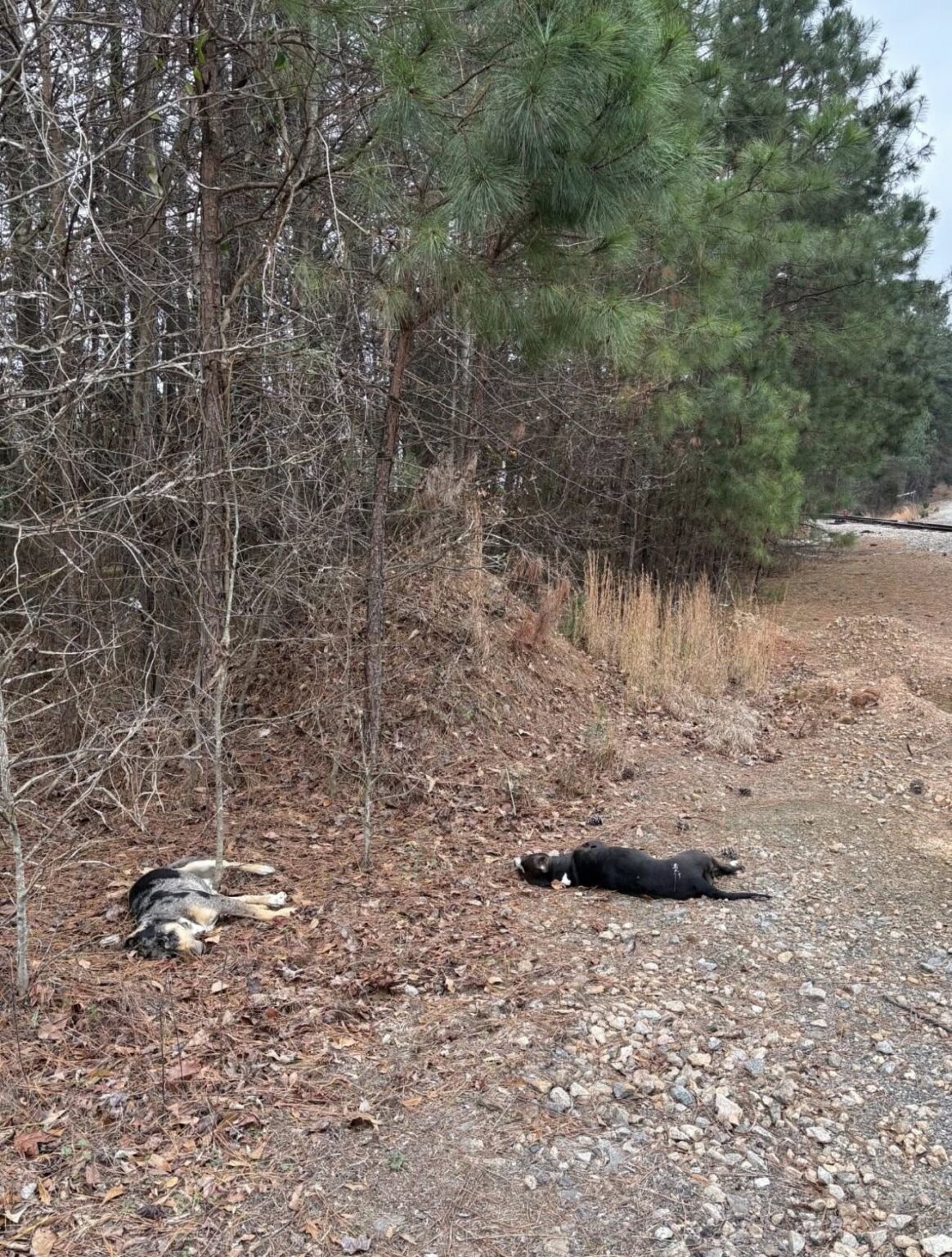 Investigation Opened after Five Dogs Found Shot to Death in South ...