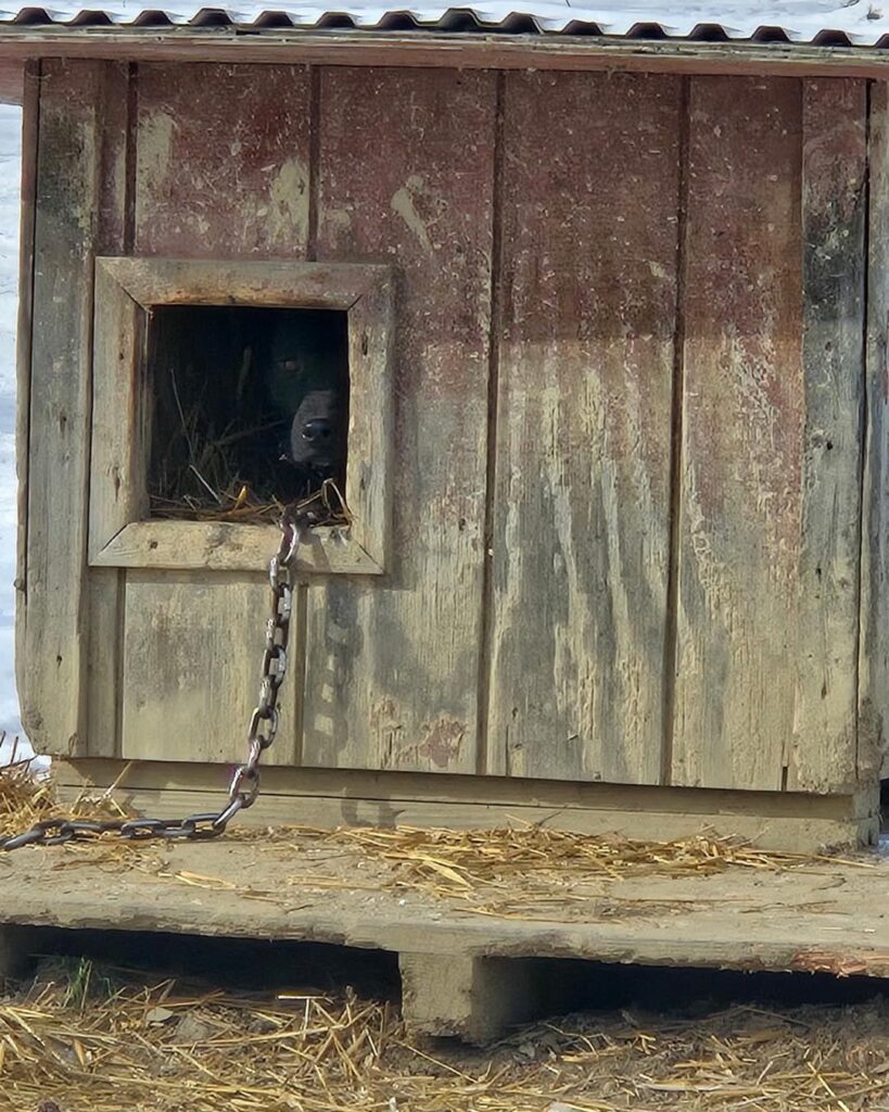 Eleven Dogs Rescued From Extreme Weather Conditions