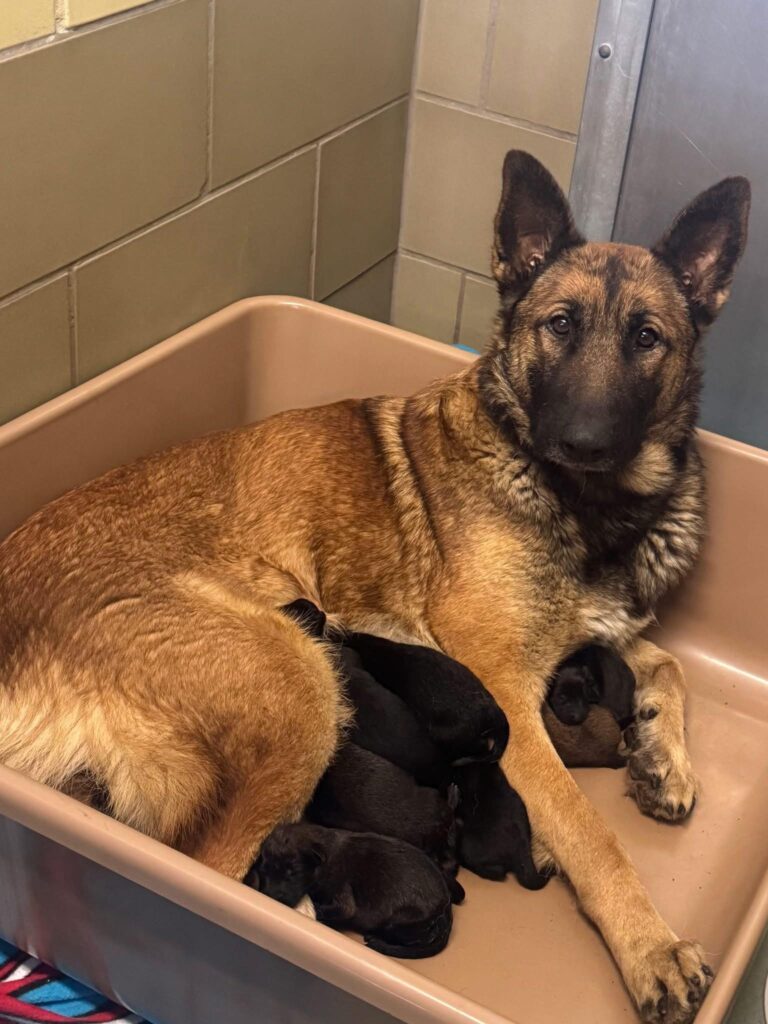 Beautiful German Shepherd and Newborns Puppies At Risk in California Shelter