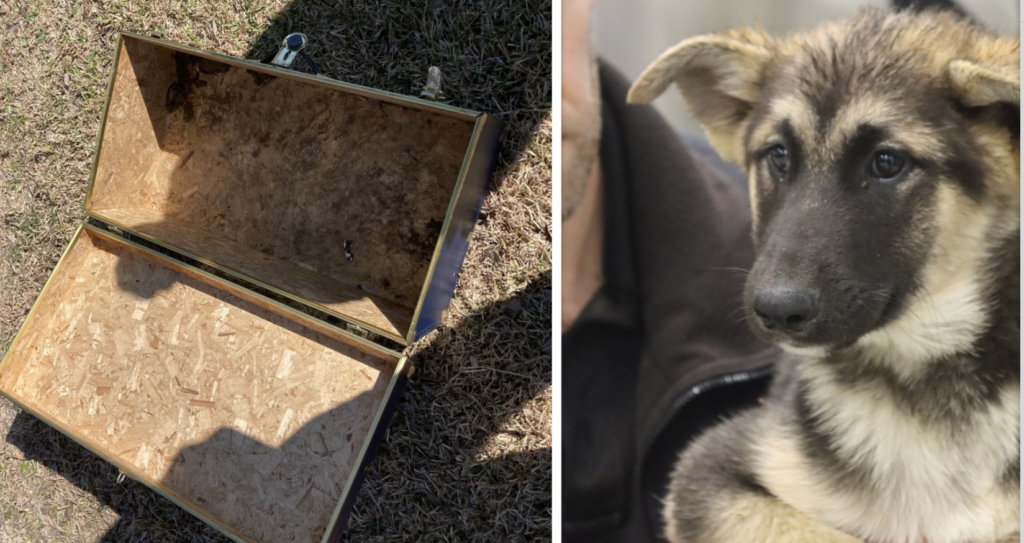 Cries Lead to Disturbing Find – Puppy Locked in Dumped Suitcase