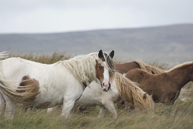 Nine Horses Fatally Shot: $5000 Reward For Information Leading to Killer