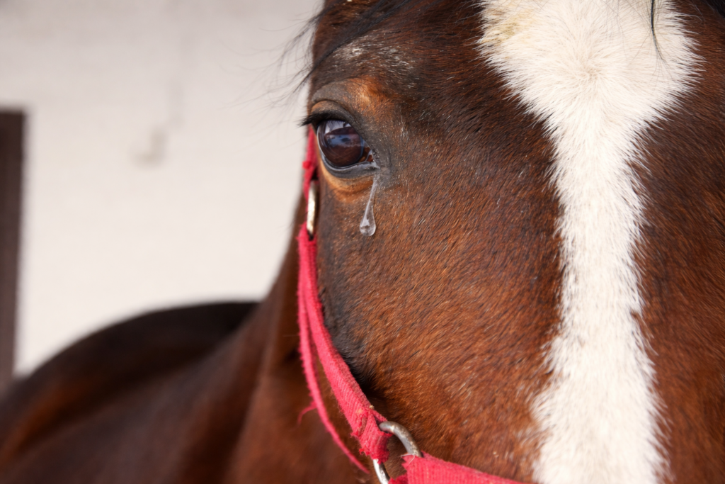 Two Therapy Horses Fatally Shot – Reward Offered