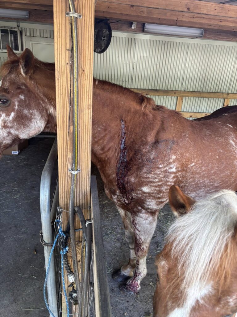 Horse Shot During Man’s ‘Failed Target Practice’
