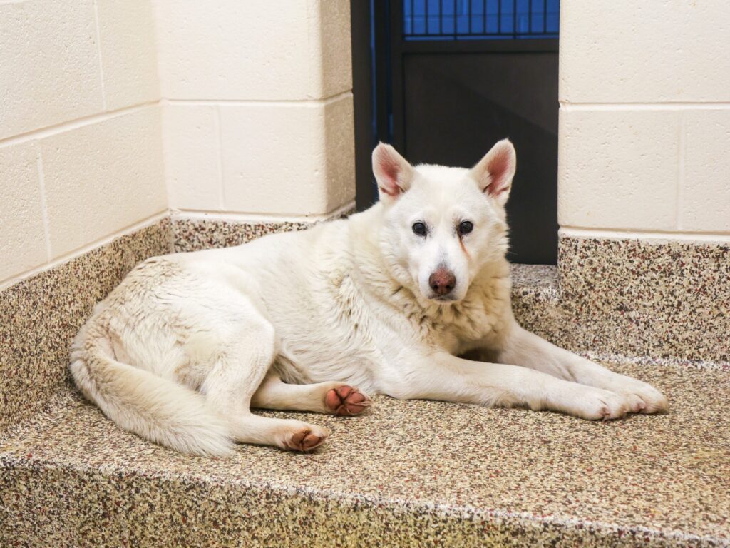 Update On Dog Saved from Freezing Detroit River