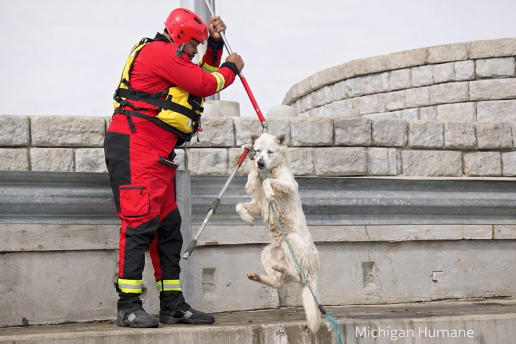 Rescuers Save Dog Struggling in Frigid Detroit River