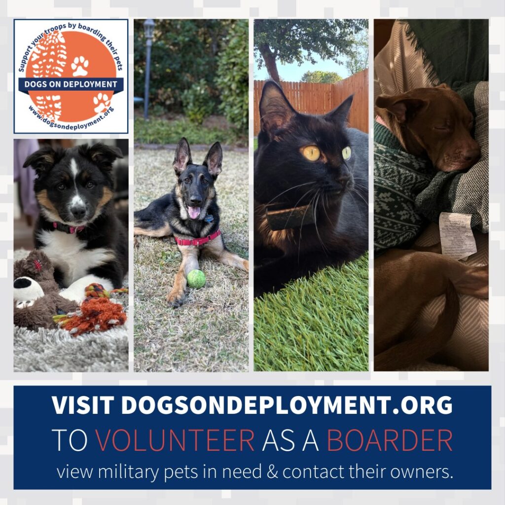 Military Pets in Need of Temporary Foster Homes