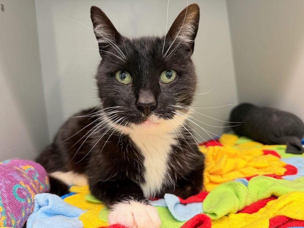 Gentle Soul Downsized Out of His Home at 14 Years of Age