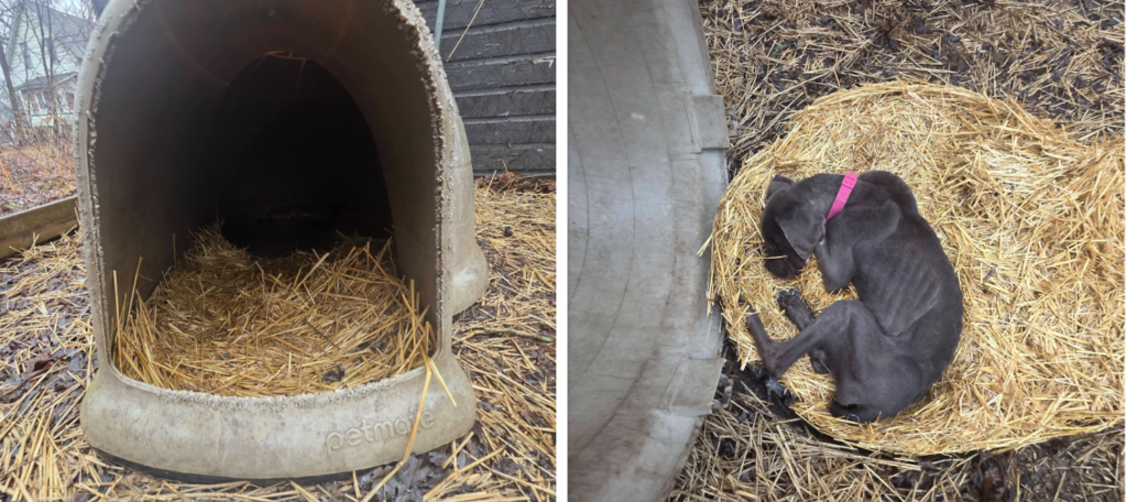 Reward Offered Following Discovery of Dead Dog in Igloo Doghouse