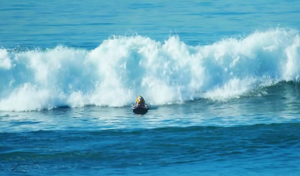 Beloved Surfing Dog Passes Away After Cancer Battle