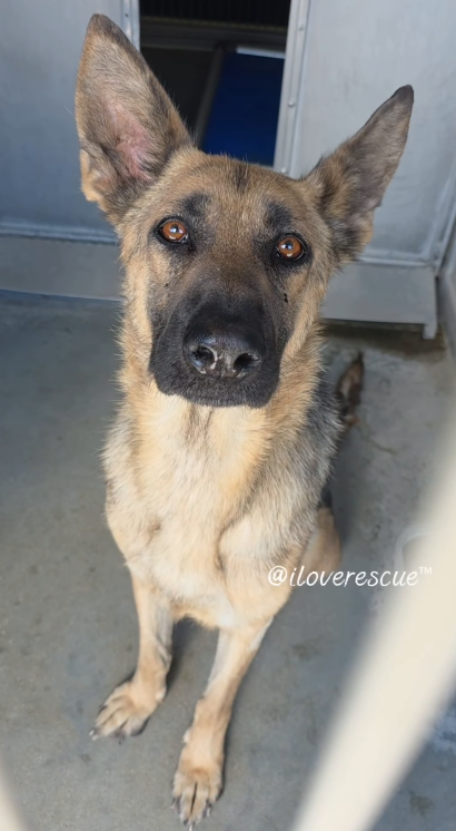 Quiet, Gentle Shepherd with Soulful Eyes On ‘E-List’ at Busy Shelter