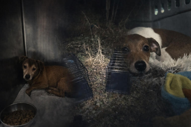 Three People Arrested After Dozens of Dogs Found Abandoned - National ...
