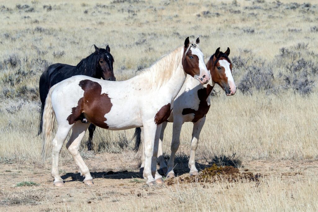 More Horses Found Fatally Shot in National Forest