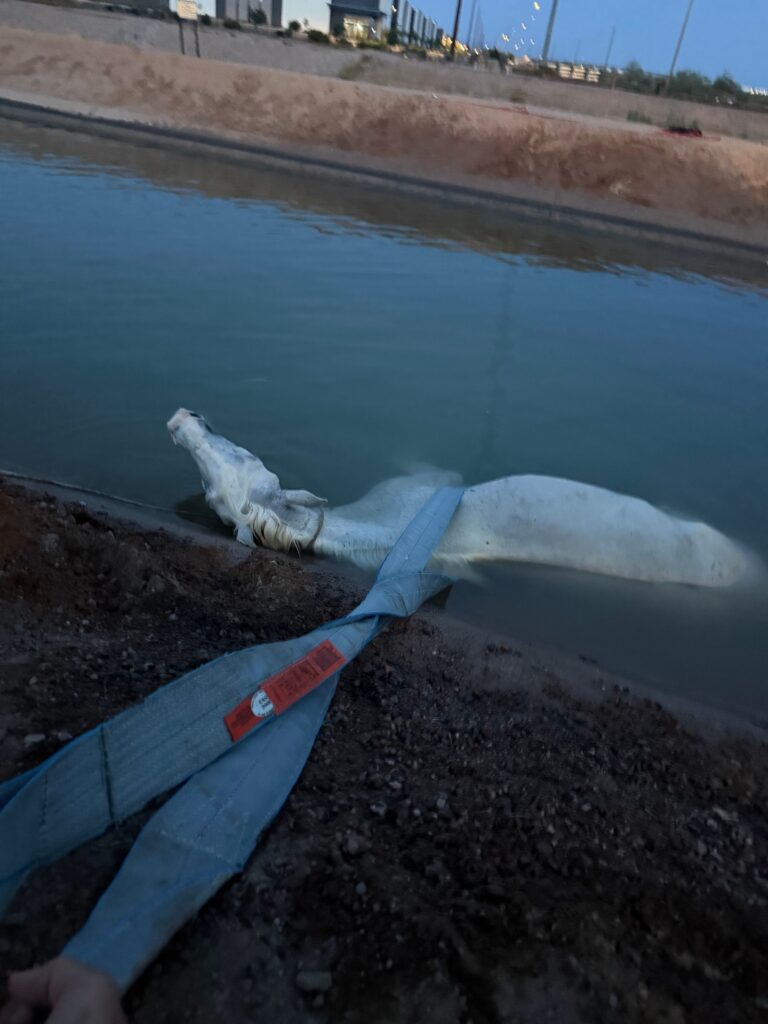 First Responders Save Horse Who Fell in Canal