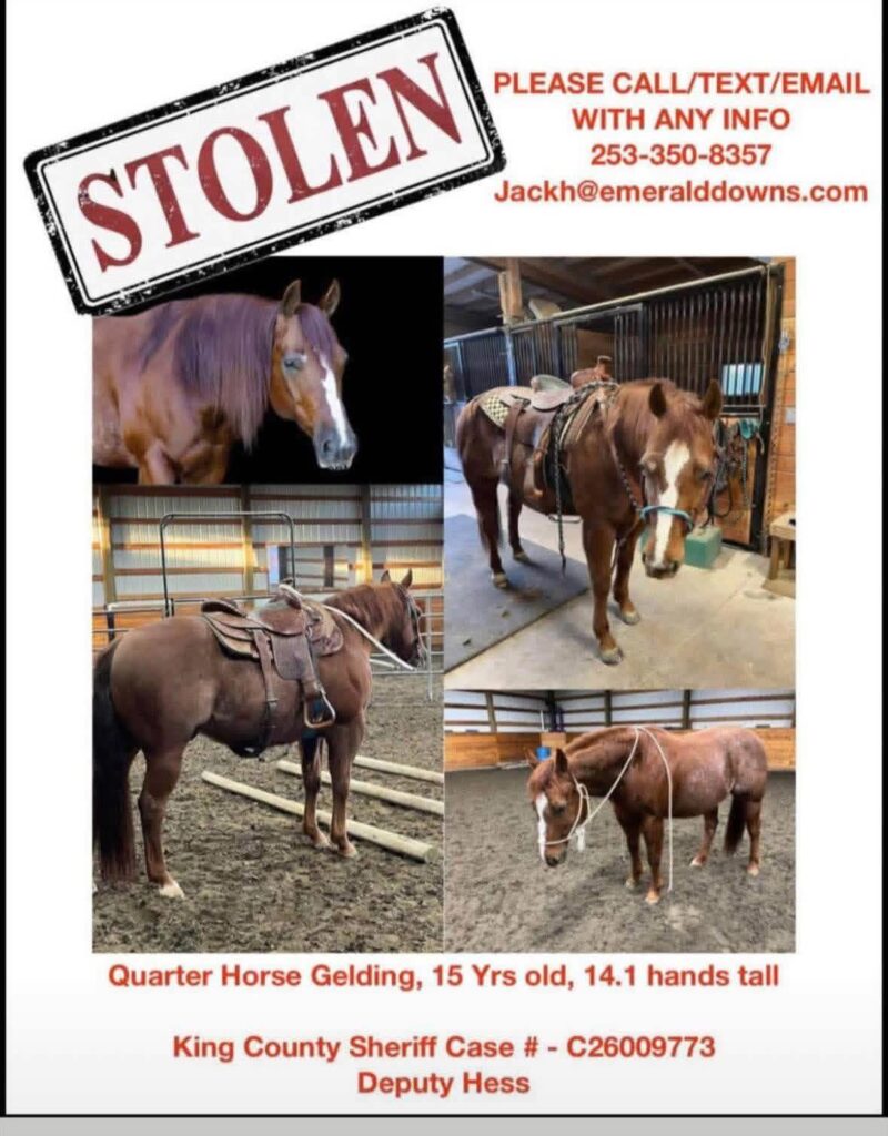 Washington Family Seeks Help After Horse Stolen During The Night