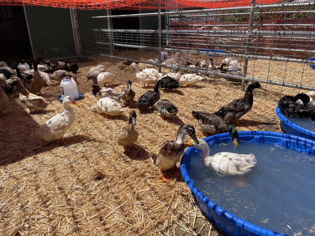 Nearly 500 Ducks Surrendered to California Animal Control Agency
