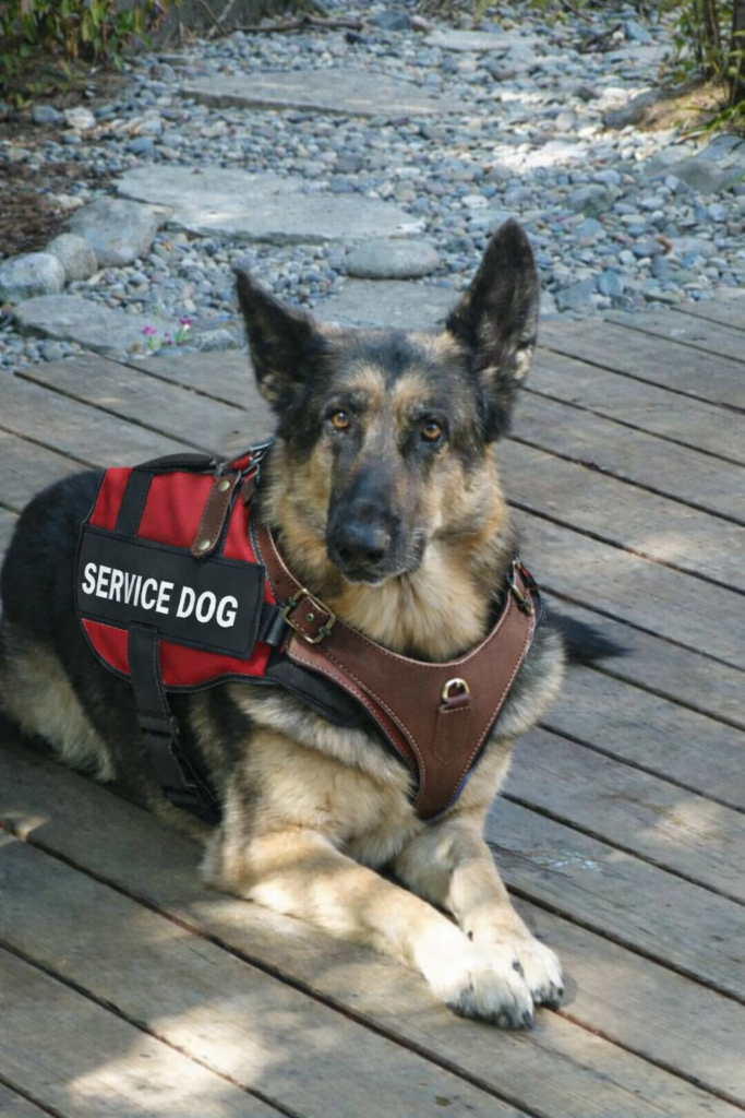 Lyft Settlement Sends Clear Message: Service Animal Discrimination Is Illegal