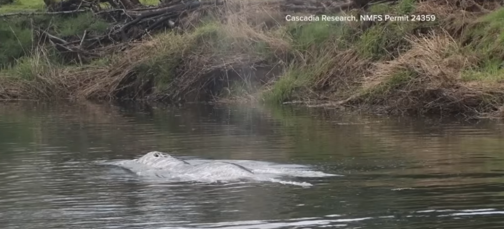 Juvenile Gray Whale in Washington State River Dies