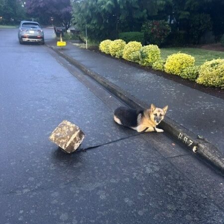 Abandoned Shepherd Found Tethered to Rock - National Animal News