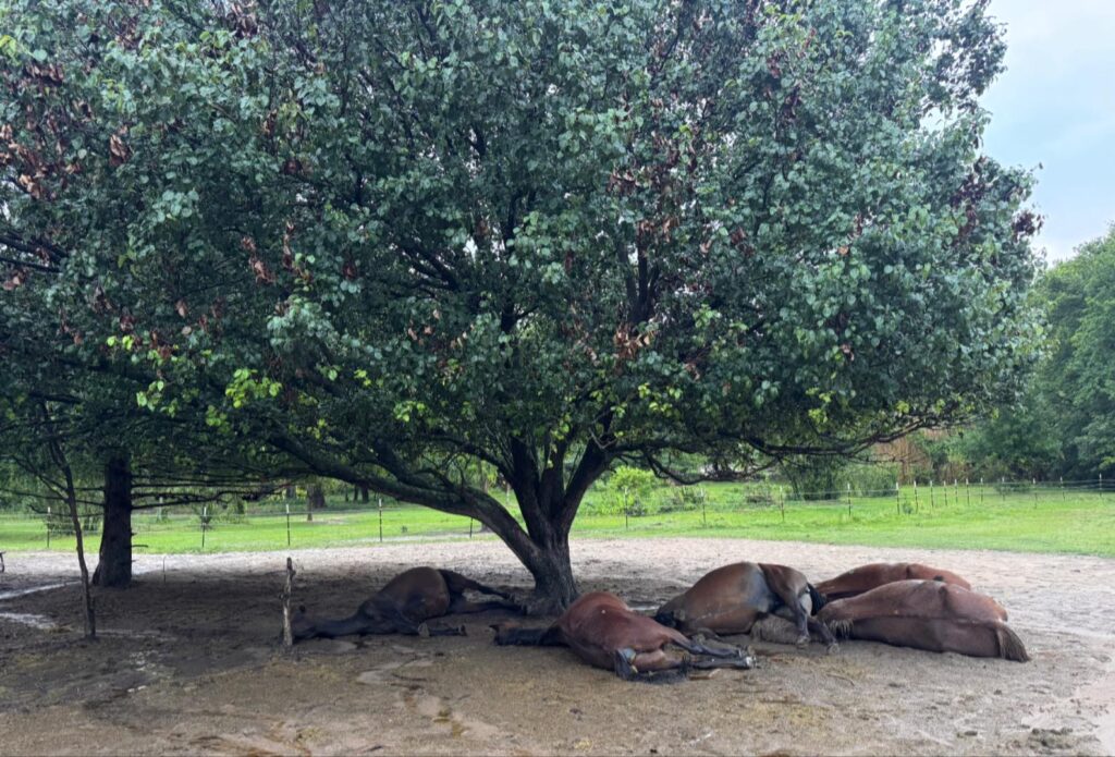 Tragedy Hits Texas Horse Rescue – Lightning Strike Kills Multiple Horses