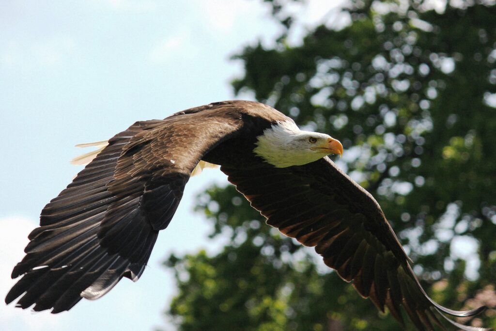Texas Man Admits to Shooting Bald Eagle that Landed in His Tree