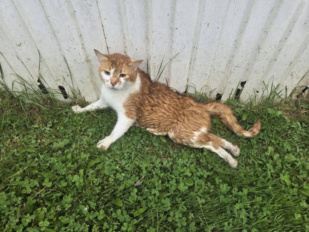 Reward: Someone Shot Cat Causing Fatal Injuries