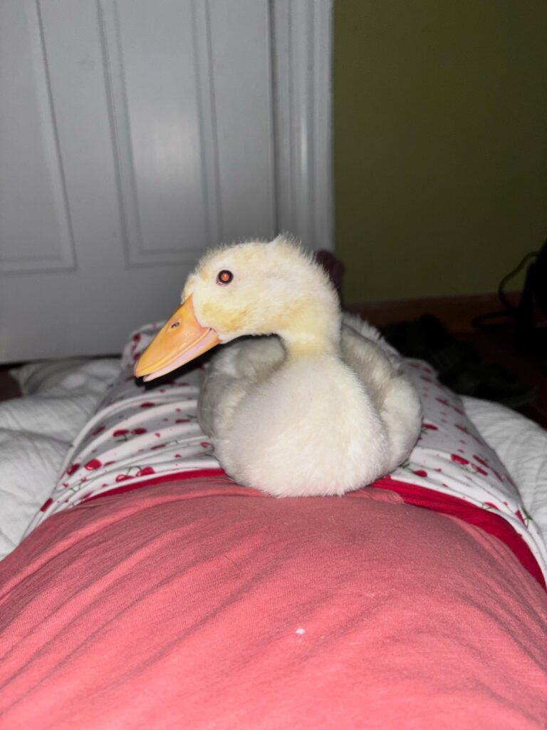 Rescue Saves Abandoned Duckling, Searching for Human Love at Park