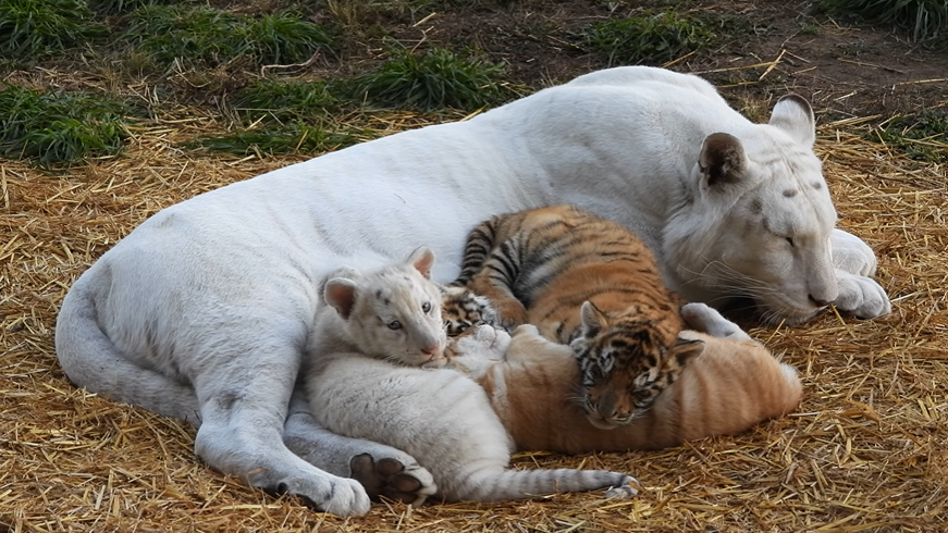Wisconsin Sanctuary Mourns Unexpected Death of Mother Tiger
