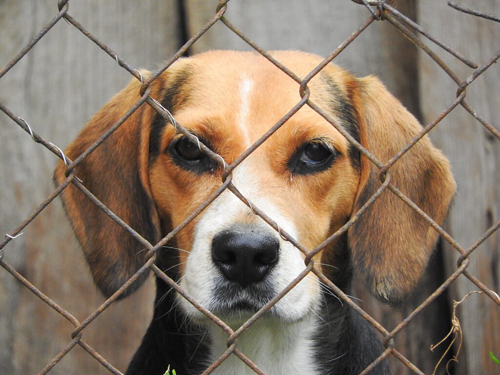 Beagle Breeding/Research Facility Shutting Down