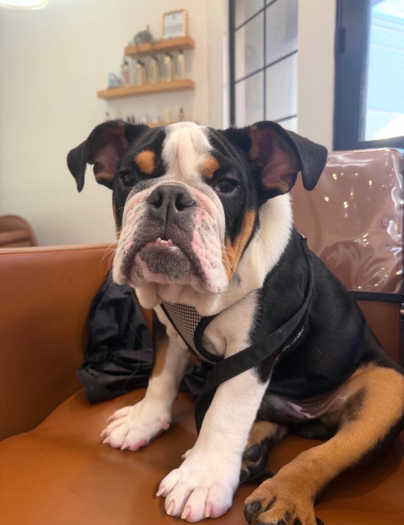 Year-Old Pup Drowns At California Dog Daycare