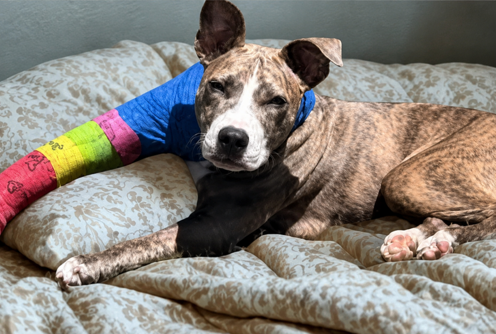 Puppy Suffers Broken Legs After Being Thrown from Window