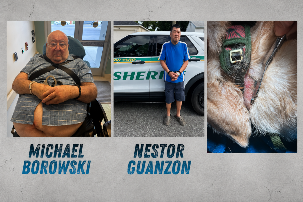 Men Adopted Dog, Then Left Vest on For Months, Causing Flesh to Grow Around It