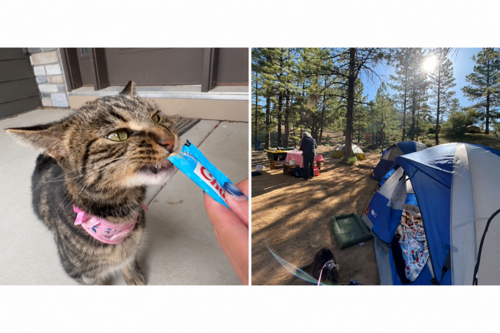 Resilient Cat Survives 40 Days in Colorado Wilderness