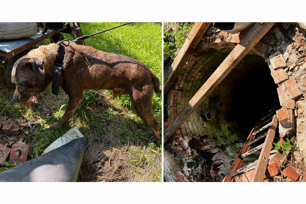 Dog Terrified by Fireworks Falls into Filthy, Deep Well While Running in Terror