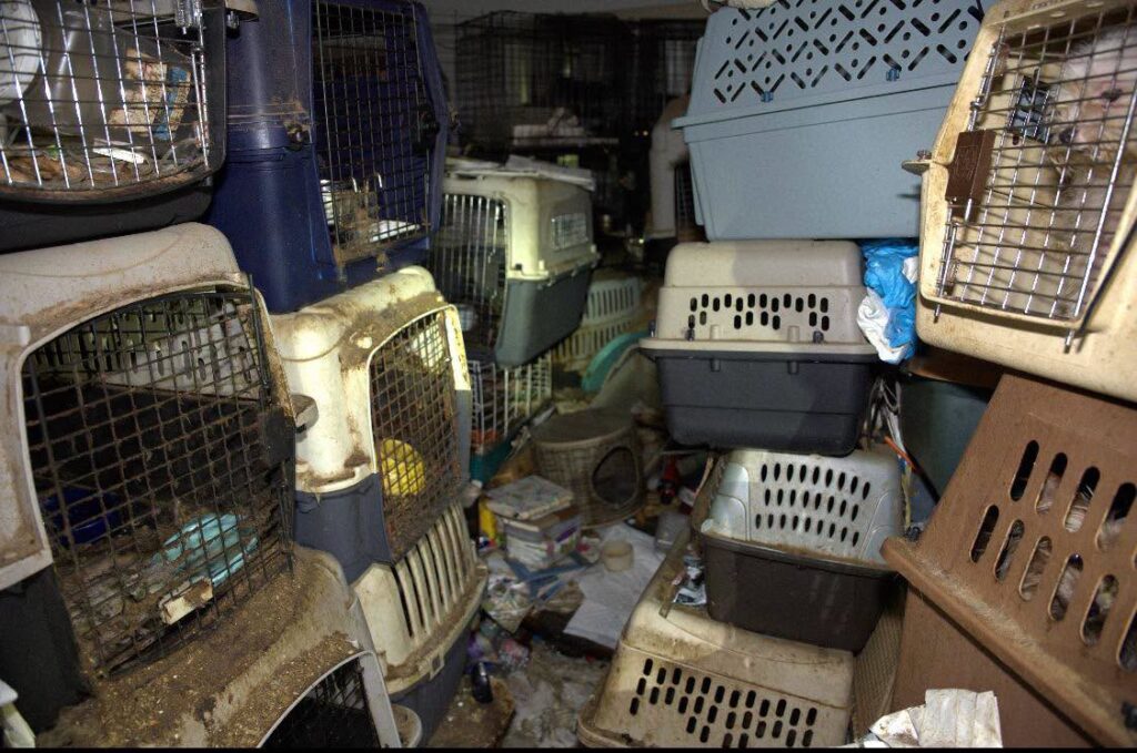 Upwards of 80 Animals Rescued from Filthy Home with Foot of Feces on Floor