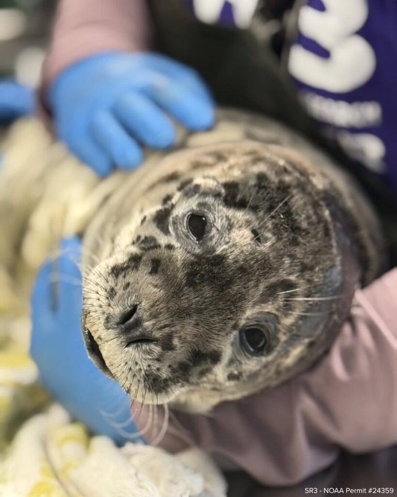 Devastating Outcome for Harbor Seal Pup Shot in the Head