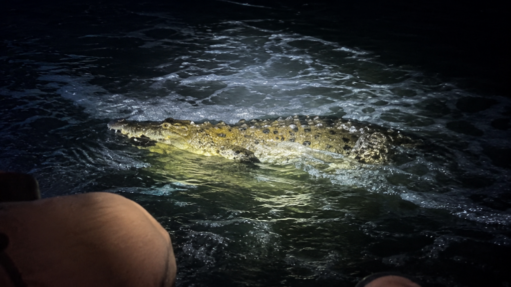Crocodile Kills Man Near Popular Puerto Vallarta Resort